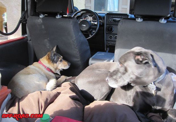 11.	Even though our dogsa coyote/terrier mix and great Dane/Labrador mixare used to a JK Unlimited, they were right at home in the two-door.