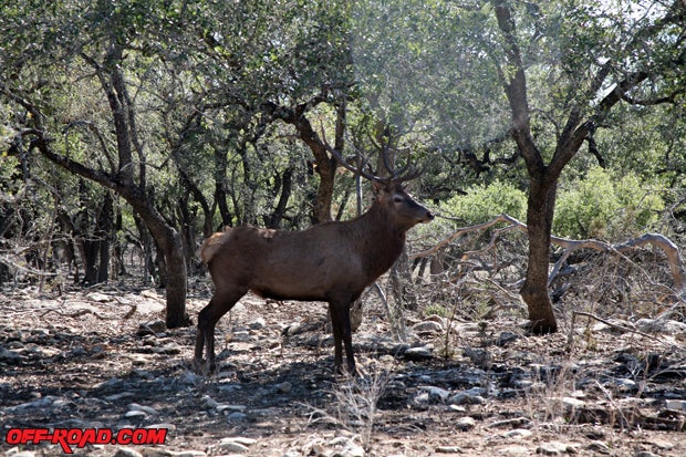 There was an impressive amount of wildlife at the private ranch we were at while driving the 2012 Nissan trucks and SUVs.