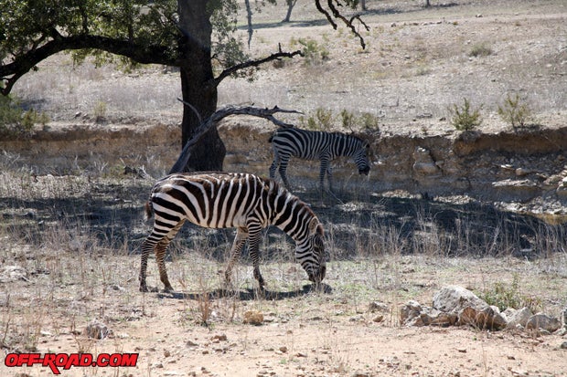 It's not everyday you see a Zebra. We also didn't expect to come across them in Texas. Who knew? 