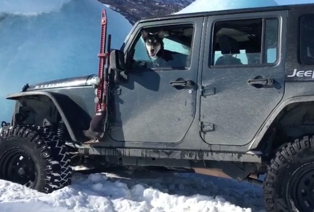 Watch: Dog Driving Jeep Wrangler Stuck in Snow 