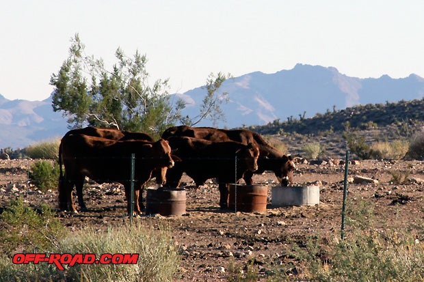 Cattle ranching by Homesteaders is still taking place today on the Mojave National Preserve, but it is becoming rare. We came across one on the Providence Mountains.