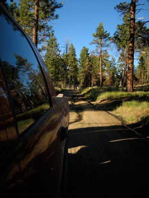 Driving through the Juniper Tree lined road in Holcomb Valley.